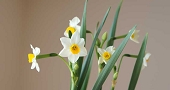 水仙 花言葉