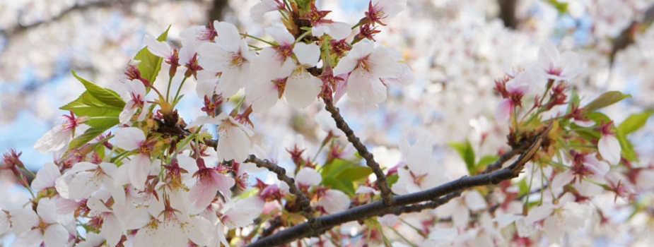 サクラの花言葉　さくらの特徴　サクラは何故春に咲くんでしょう　春の象徴　日本の国花