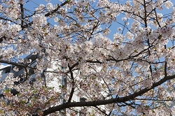 サクラの花言葉　サクラの特徴　サクラは何故春に咲くんでしょう　日本の国花　春の象徴　優れた美人　百円硬貨