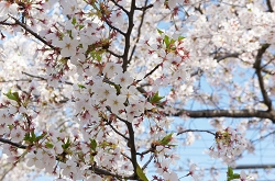 サクラの花言葉　サクラの特徴　サクラは何故春に咲くんでしょう　日本の象徴　日本の国花