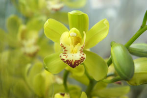 お花のカットの仕方　何で茎を切る
