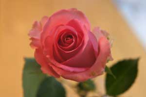 お見舞いに持って行くお花