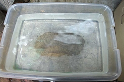 フローラルフォーム（オアシス）