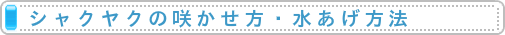 シャクヤクの咲かせ方・水あげ方法