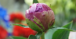 シャクヤクの水あげ方法　花言葉シャクヤクの水あげ方法　シャクヤクの咲かせ方　花言葉