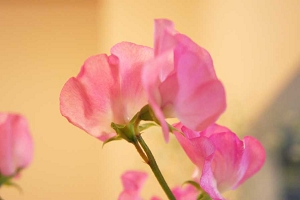 お花（花びら）にお水をかけるといい？　花びらに水が付くと茶色く変色して、枯れてしまいます。スイートピー・ポピー・アネモネ　常識