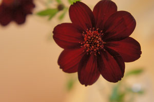 お花を長持ちさせる方法