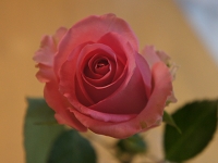 ピンクのバラ