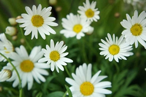 お悔やみ（お供え）のお花