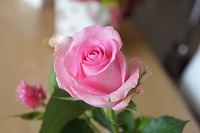 超初心者様の生け方