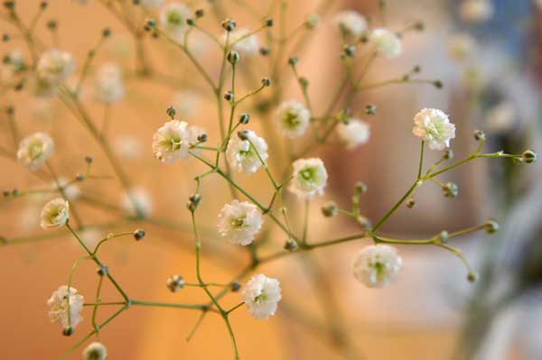 かすみ草　（アルタイル）