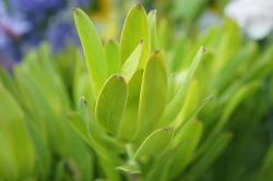 リューカデンドロン