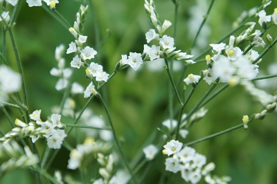 かすみ草　キノブラン