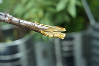 枝物の水揚げ方法