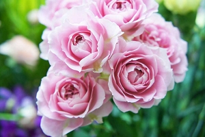 花弁・萼とは　がく　花びら