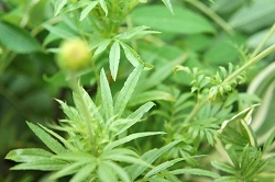 マリーゴールド　