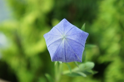 桔梗　キキョウ　