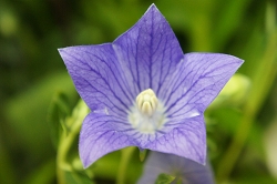 桔梗　キキョウ