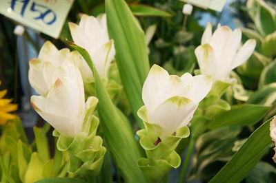 クルクマ 花言葉