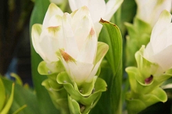 クルクマ 花言葉