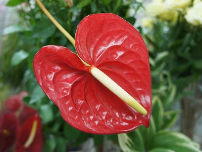 アンスリウム　花言葉