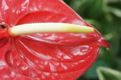 アンスリウム　花言葉