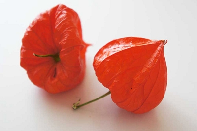 ほおずき ホオズキ 花言葉