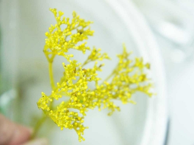 オミナエシ　お盆