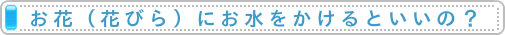 お花（花びら）にお水をかけるといいの？