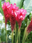 レッドジンジャー 花言葉 赤い苞