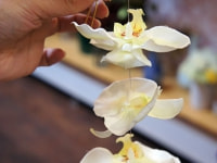 胡蝶蘭のかんざし