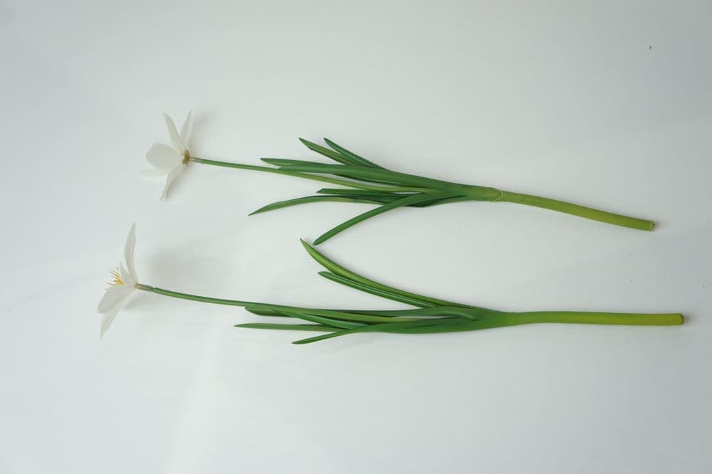 タマスダレ　高級造花専門店アンクラフトは１級フラワー装飾技能士がアーティフィシャルフラワー（造花）を使用し、ご希望のアレンジメント、髪飾り、ブーケをオーダーメイドで制作致します。結婚記念日やお見舞いの花、花言葉に合わせたお花の贈り物や開店花、待合室用、応接用花、個性的な髪飾りや派手な花、大人可愛い、おしゃれなバラなどどんなオーダーでもお気軽にお問い合わせください。大阪、兵庫県、関西からアクセスが簡単。