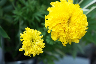 マリーゴールド