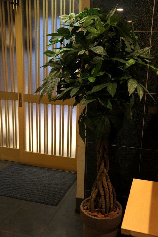 パキラ　アーティフィシャルフラワー　造花