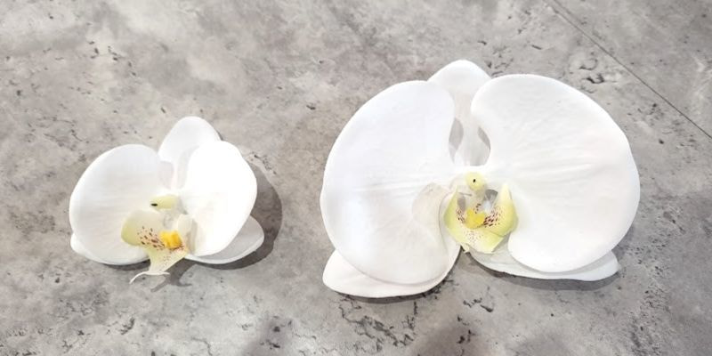 胡蝶蘭のサイズ違い