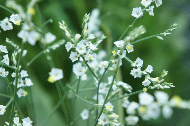 キノブラン 花言葉特集 Ancraft キノブラン 花言葉特集 Ancraft