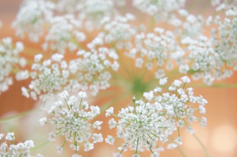 レースフラワー 花言葉特集 Ancraft レースフラワー 花言葉特集 Ancraft