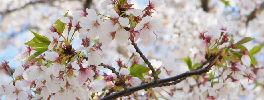 サクラの花言葉　さくらの特徴　サクラは何故春に咲くんでしょう　春の象徴　日本の国花