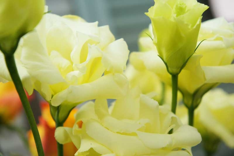 トルコキキョウ 花言葉特集 Ancraft トルコキキョウ 花言葉特集 Ancraft