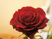 赤いバラ花言葉　バラの花　バラの花言葉　癒しの花
