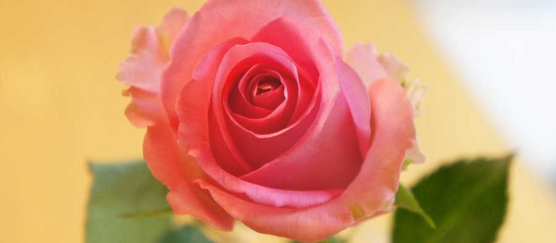 ピンクのバラ　花言葉